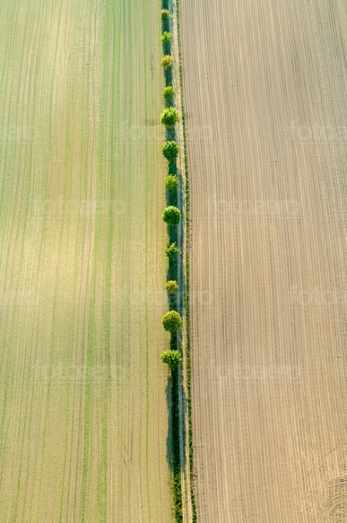 Zwei Felder getrennt durch eine Allee