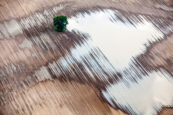 Ein Feld mit Wasser und ein Baum